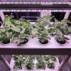 Home Complete Hydroponics System Kit 3 Layers 42 Pods with 6 PCS of Grow Light to Grow Strawberry/Lettuce/Cherry Tomato etc  - 3 Layers 42 Pods