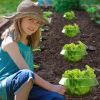Protective cover against pests green vegetables Small snail plant cover Green plant pot holder bottom - Small snail plant cover-10pc